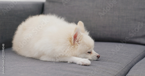 Pomeranian dog sleep on sofa