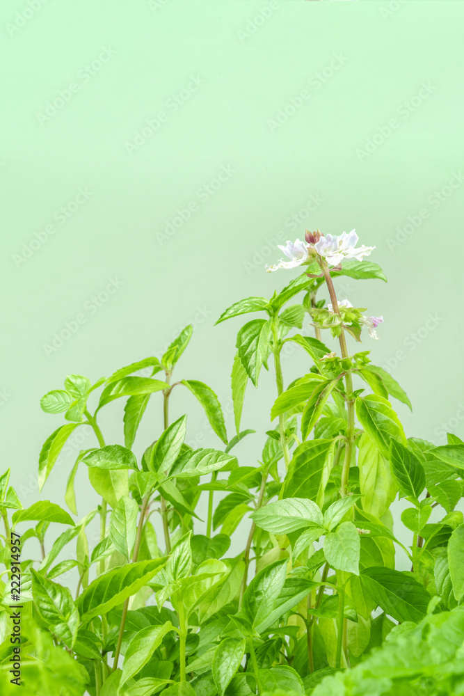 Side view of blooming basil plant with copy space