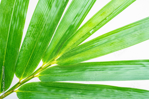 Green bamboo leaves