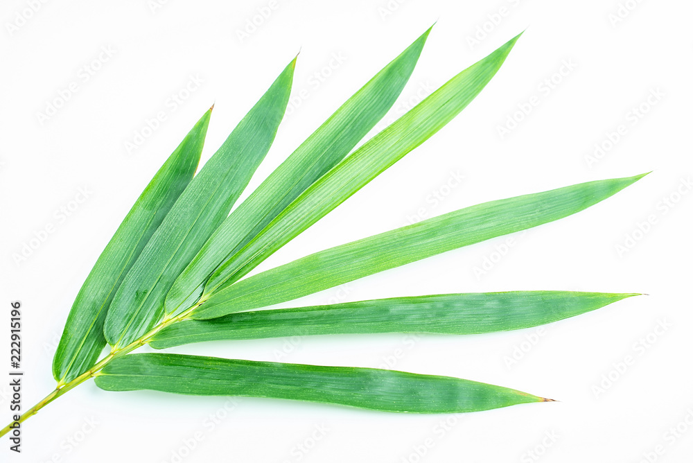 Green bamboo leaves
