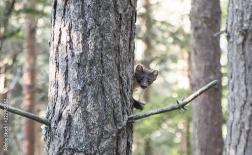 Pine marten on the branch of a tree