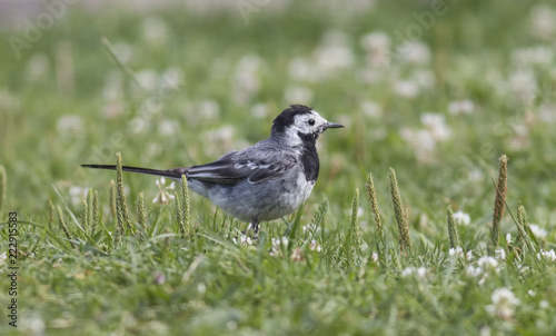 Wagtail walking on a green lawn in the spring