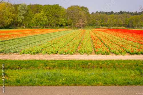 Netherlands Lisse  a close up of a green field