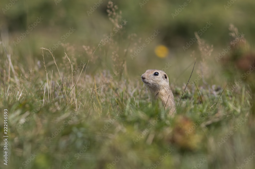 Naklejka premium European ground squirrel