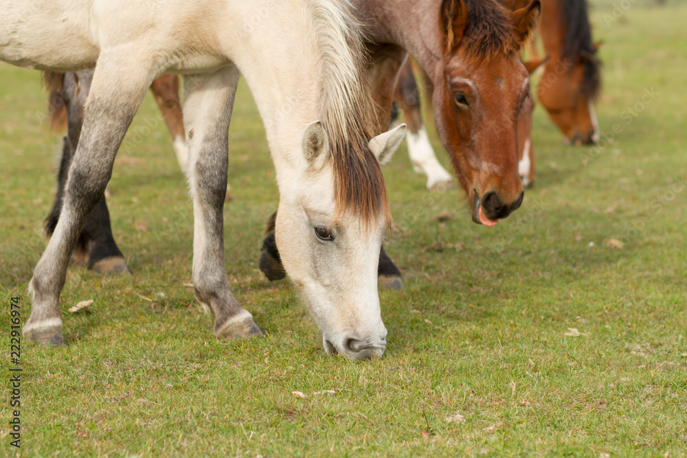 horses eat grass in the pasture horses eat grass in the pasture