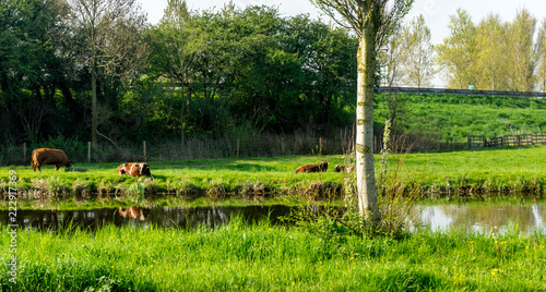 Netherlands,Lisse, a herd of cattle grazing on a lush green field