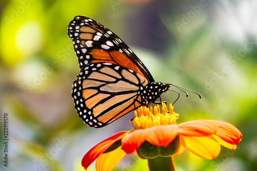 Butterfly on Flower © Barbara