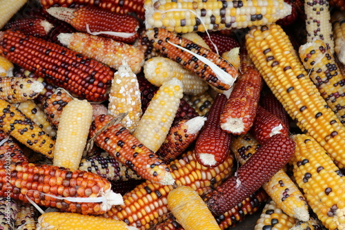 Hintergrund bunter Ziermais kurz nach der Ernte im Herbst