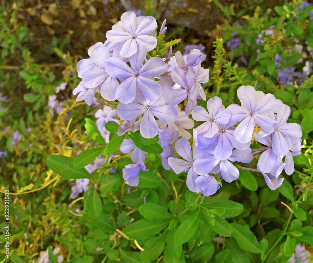 Beautiful purple flowers growing in the garden