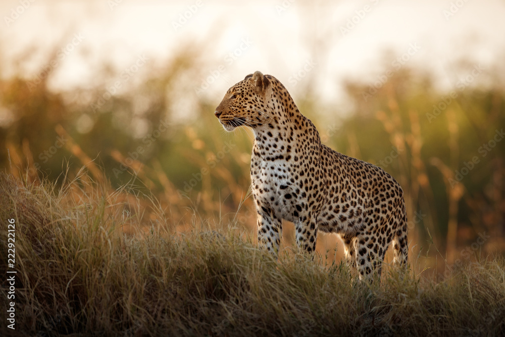 Naklejka premium African leopard żeński stanowią w pięknym wieczornym świetle. Niesamowity lampart w środowisku naturalnym. Scena dzikiej przyrody z niebezpieczną bestią. Gorąca pogoda w Afryce. Panthera pardus pardus.