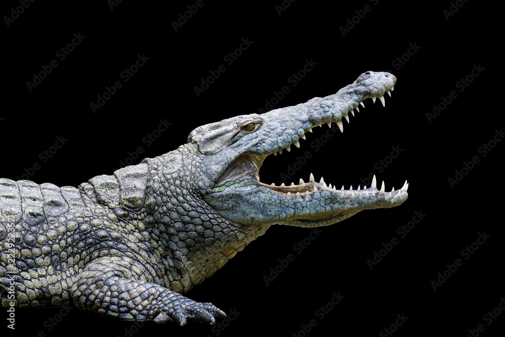 Fototapeta premium Krokodyl na czarnym tle
