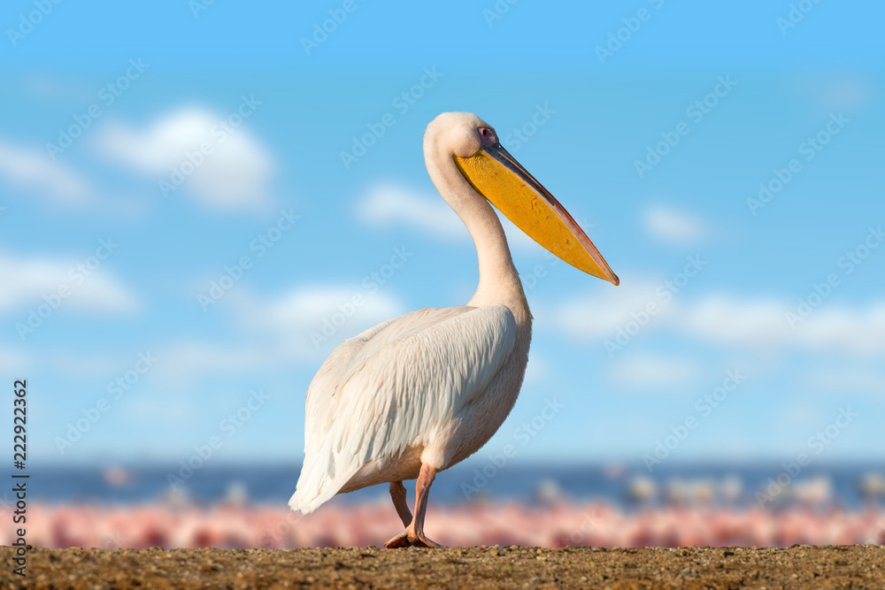 Naklejka premium Wielki biały pelikan