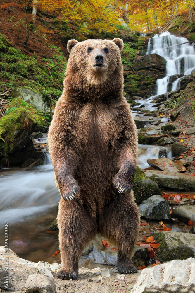 Naklejka premium Big brown bear standing on his hind legs