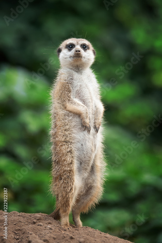 Surricate meerkats standing