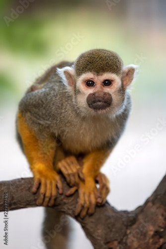 Common Squirrel Monkey © byrdyak