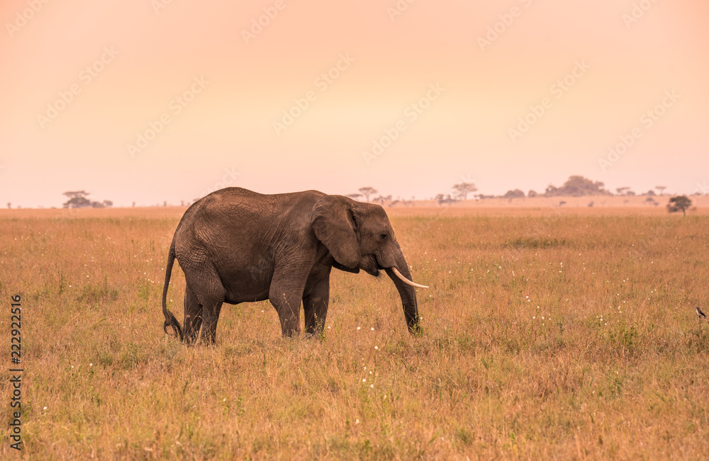Lonely African Elephant in the savannah of Serengeti at sunset. Acacia trees on the plains in Serengeti National Park, Tanzania.  Safari trip in Wildlife scene from Africa nature.