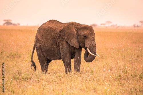 Lonely African Elephant in the savannah of Serengeti at sunset. Acacia trees on the plains in Serengeti National Park  Tanzania.  Safari trip in Wildlife scene from Africa nature.