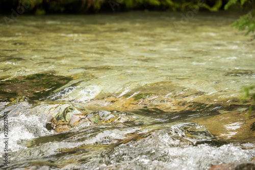 Fototapeta Naklejka Na Ścianę i Meble -  A river of clear water flows fast