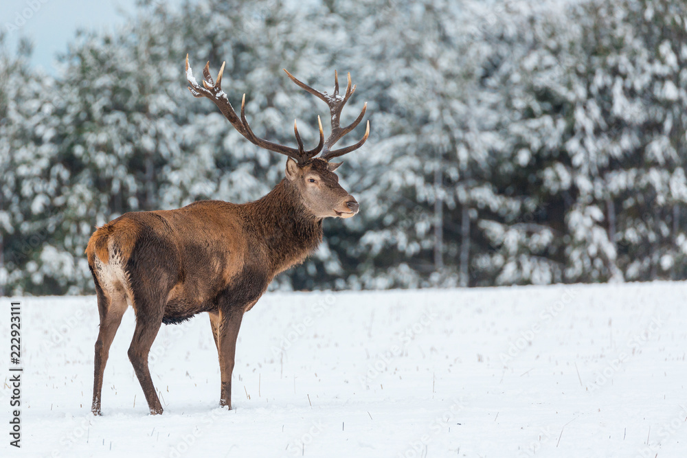 Single adult noble deer with big beautiful horns with snow near winter forest. European wildlife landscape with snow and deer with big antlers.