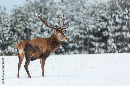Single adult noble deer with big beautiful horns with snow near winter forest. European wildlife landscape with snow and deer with big antlers.