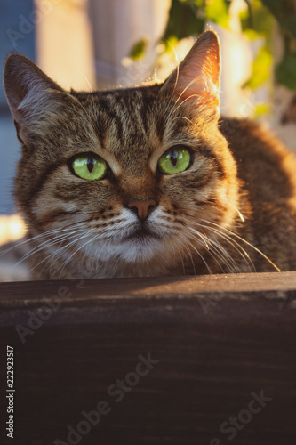 Cat © Bogdan