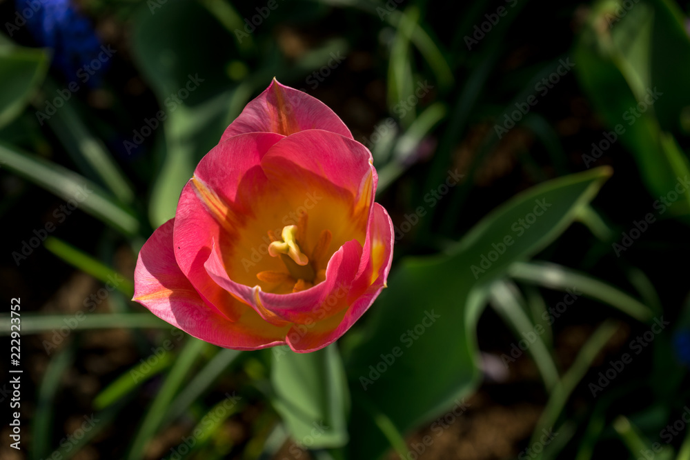 Netherlands,Lisse, a pink flower with green leaves Netherlands,Lisse, a pink flower with green leaves