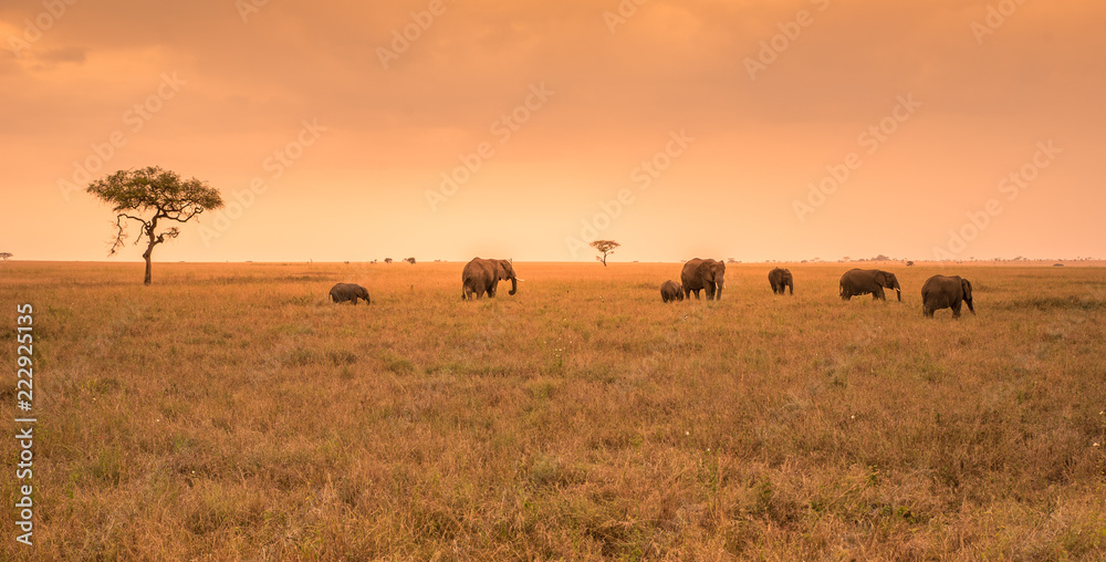 
African Elephant Herd in the savannah of Serengeti at sunset. Acacia trees on the plains in Serengeti National Park, Tanzania.  Wildlife Safari trip in  Africa.