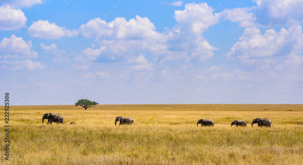 African Elephant Herd in the savannah of Serengeti at sunset. Acacia trees on the plains in Serengeti National Park, Tanzania. Wildlife Safari trip in Africa. African Elephant Herd in the savannah of Serengeti at sunset. Acacia trees on the plains in Serengeti National Park, Tanzania. Wildlife Safari trip in Africa.