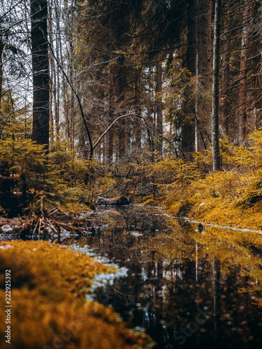autumn forest in Siberia