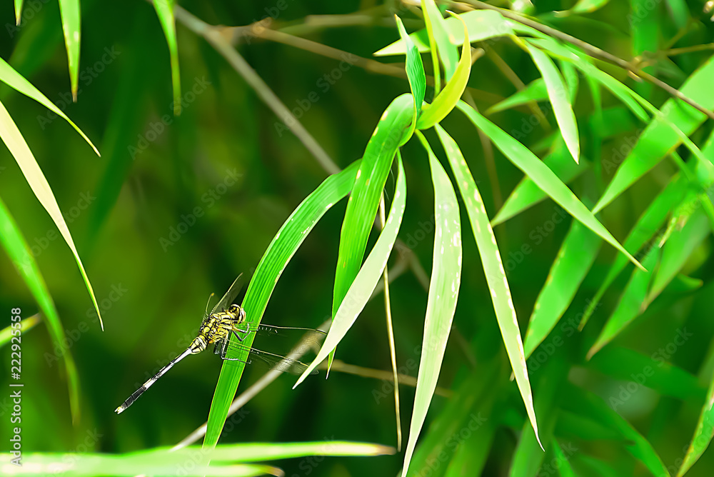Dragonfly perched on bamboo leaves for sun. Dragonfly perched on bamboo leaves for sun.