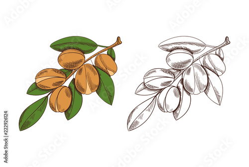 Vector Argan Colored and Outline Sketches Isolated.