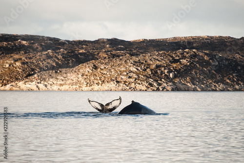 Two humpback whales diving in Atlantic ocean, Greenland