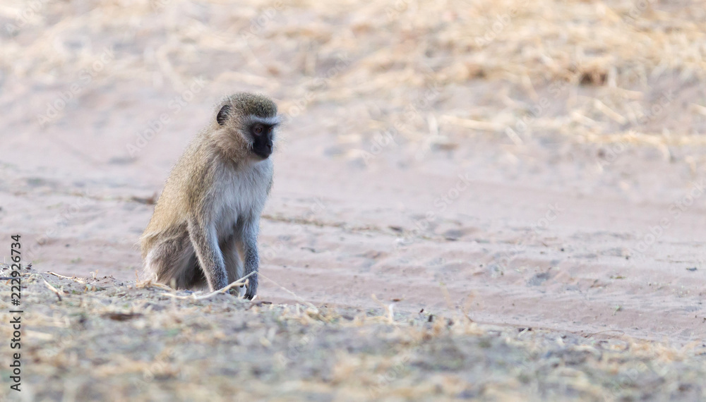 Obraz premium Vervet monkey in Botswana