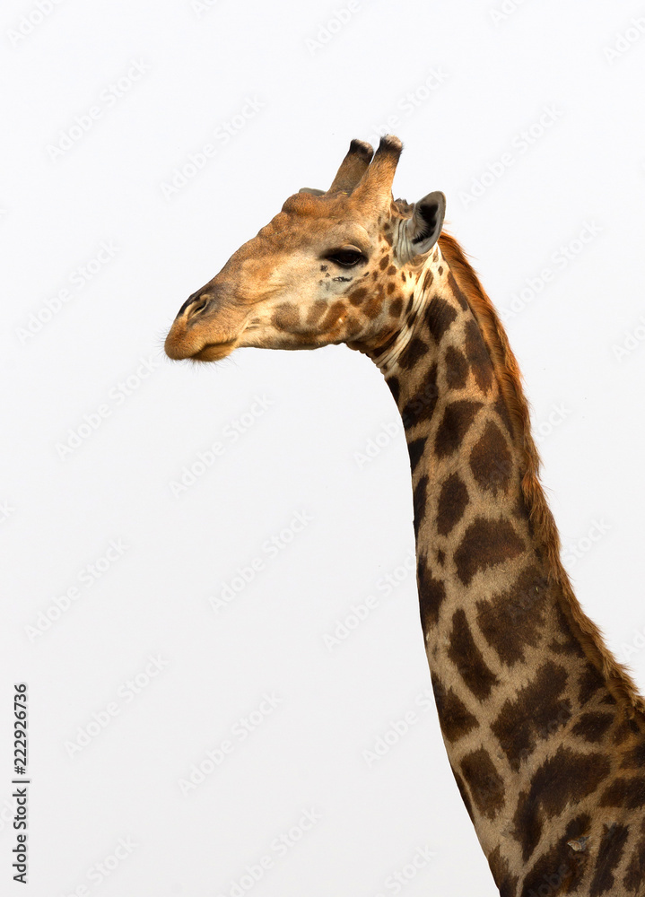 Naklejka premium Adult giraffe in Namibia