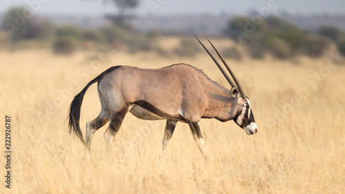 Oryx in the Kalahari desert