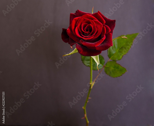 beautiful  single dark red  rose on dark background