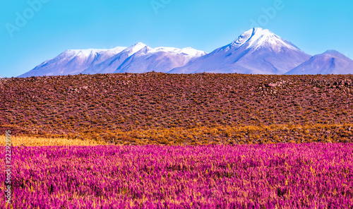 Scenic landscape with flowering plants in the foreground and the snow-capped volcano 