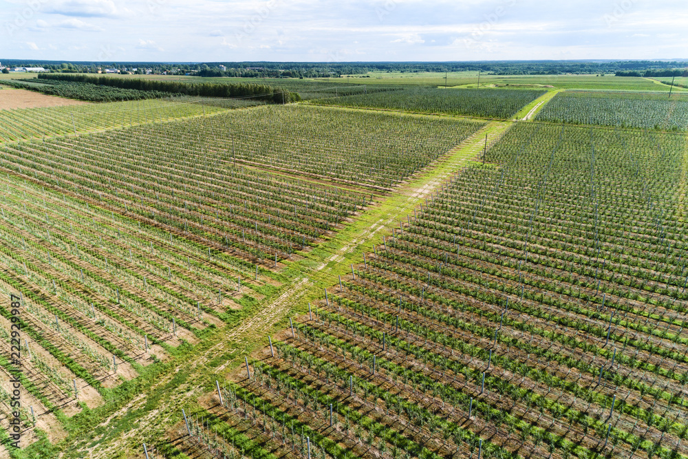 A large orchard, a sunny summer day. View from the top down