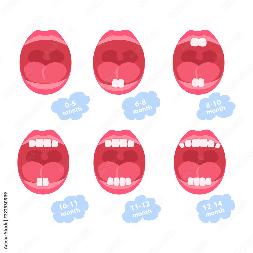 Fototapeta premium baby teeth. dentition age