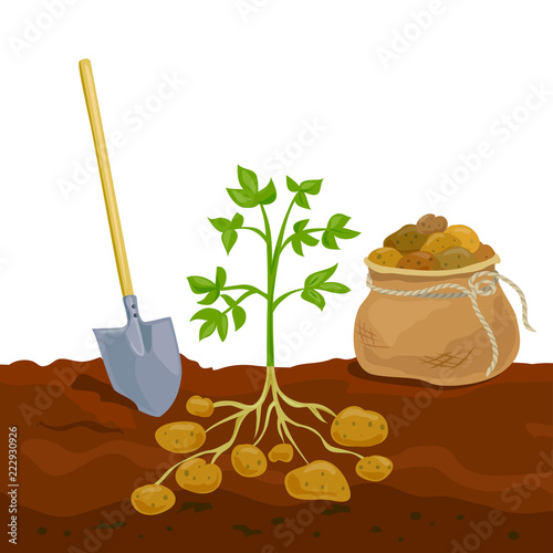 harvest potato picking in bag