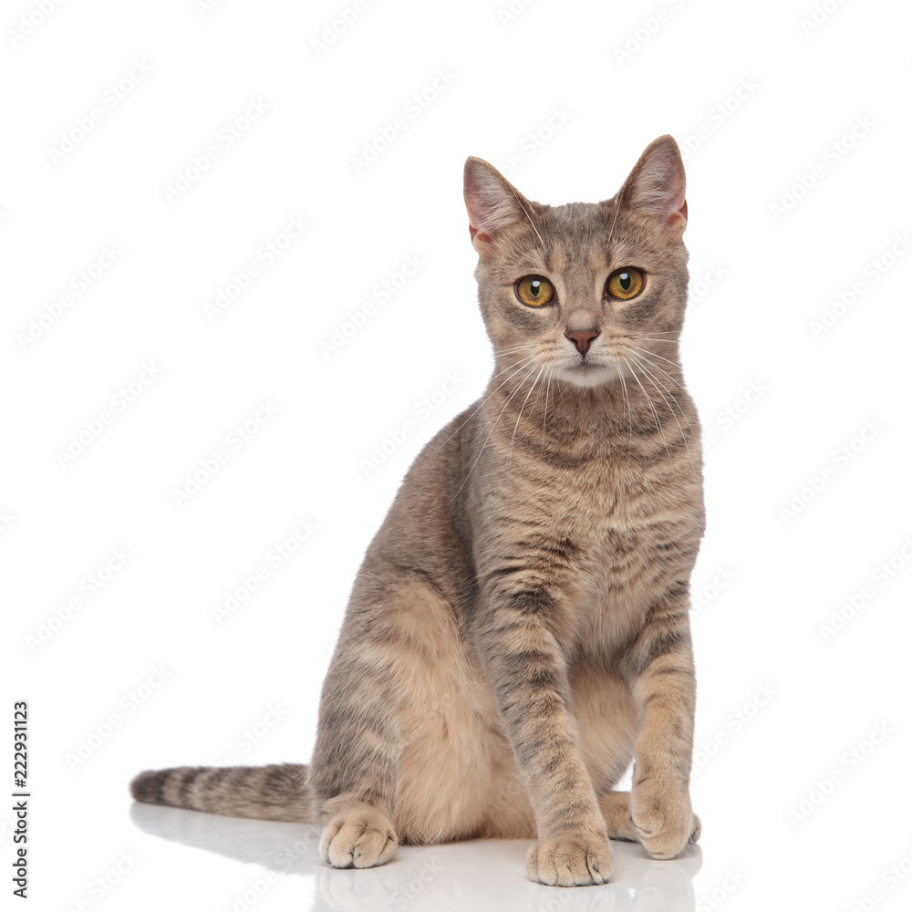 cute grey metis cat sitting cute grey metis cat sitting