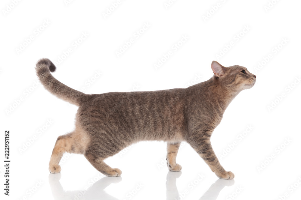 Naklejka premium widok z boku ciekawy szary kot chodzenia i patrząc w górę