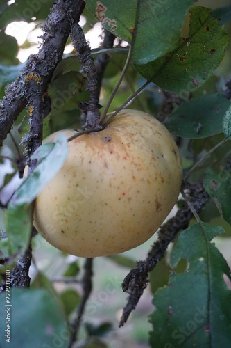 apple