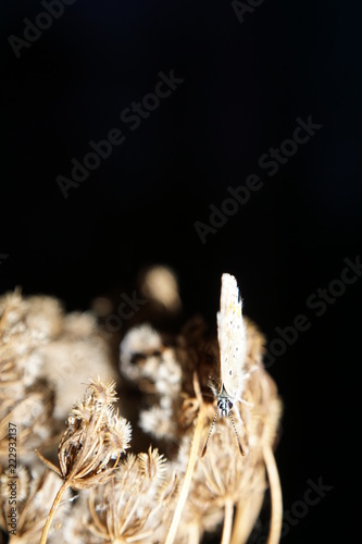 butterfly, macro