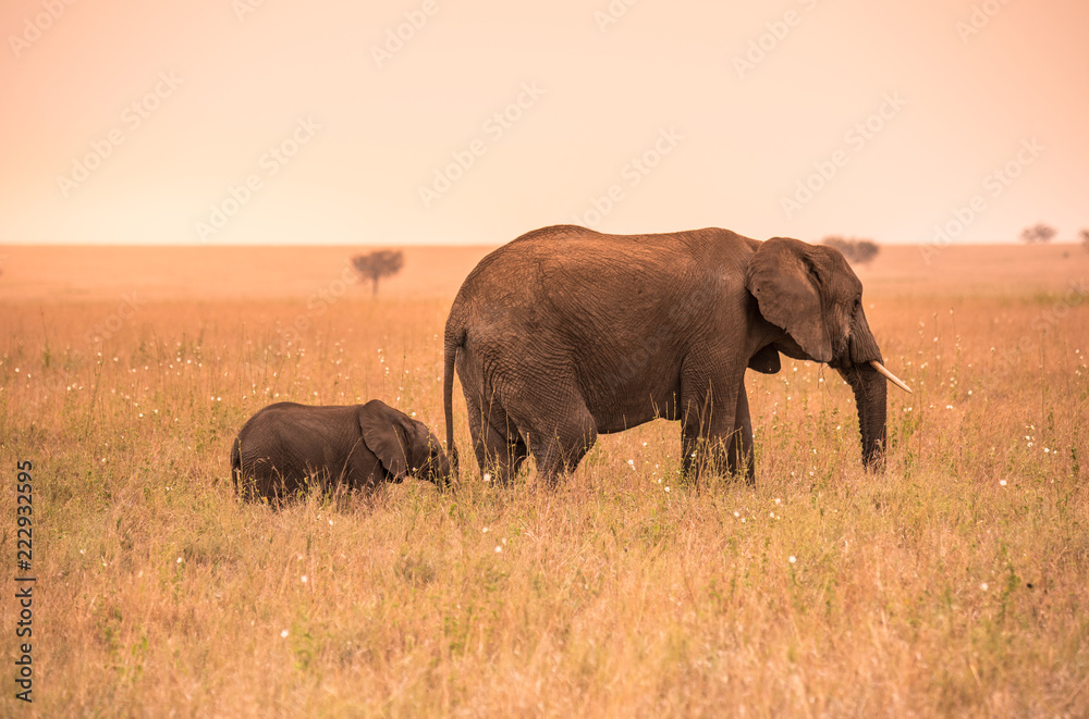 Parent African Elephant with his young baby Elephant in the savannah of Serengeti at sunset. Acacia trees on the plains in Serengeti National Park, Tanzania. Wildlife Safari trip in  Africa.