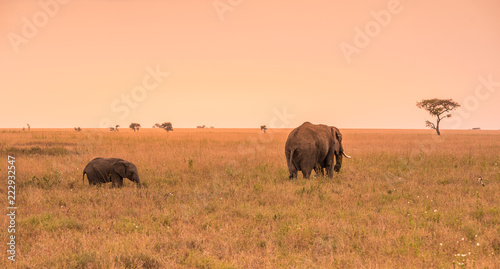 Parent African Elephant with his young baby Elephant in the savannah of Serengeti at sunset. Acacia trees on the plains in Serengeti National Park  Tanzania. Wildlife Safari trip in  Africa.