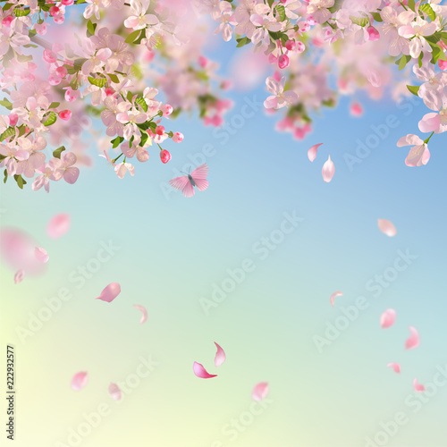 Spring Cherry Blossom Background