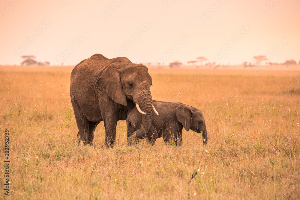 African Elephant Family with young baby Elephant in the savannah at sunset. Acacia trees on the plains in Serengeti National Park, Tanzania.  Safari trip in Wildlife scene from Africa nature.