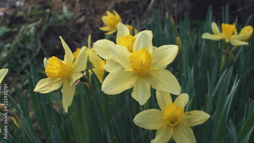 Beautiful yellow daffodils close up Beautiful yellow daffodils close up
