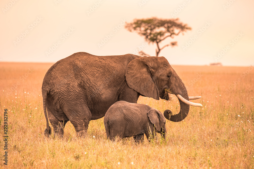 Fototapeta premium Rodzic słoń afrykański ze swoim małym dzieckiem Elephant na sawannie Serengeti o zachodzie słońca. Drzewa akacji na równinach w Parku Narodowym Serengeti w Tanzanii. Wycieczka Wildlife Safari w Afryce.